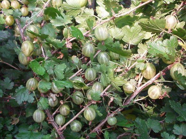 Puting gooseberry