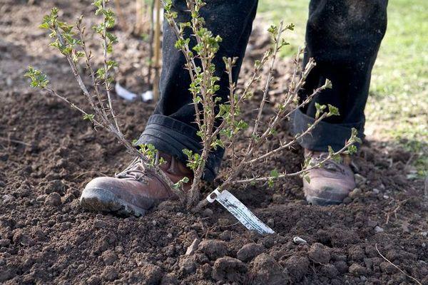 Planting gooseberries