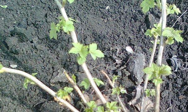 Planting gooseberries