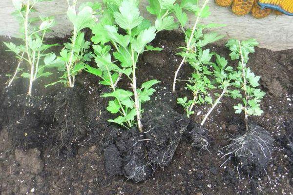 Gooseberry seedlings