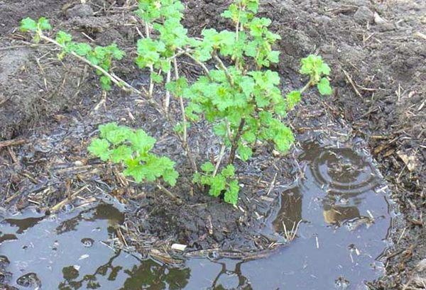 Planting gooseberries