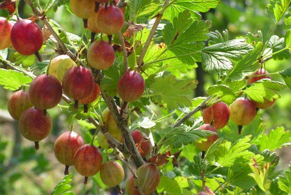 Wachsende Beeren