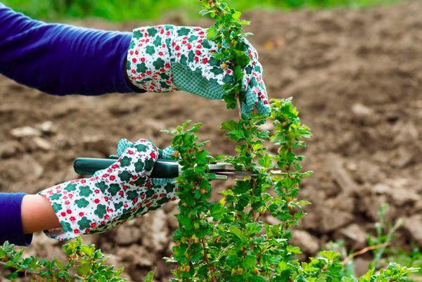 formation de buisson