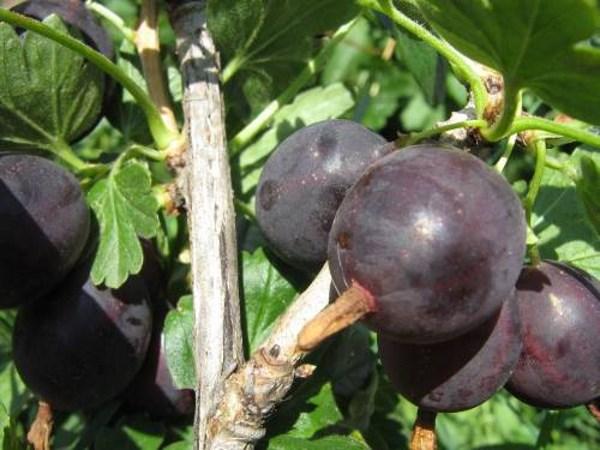 ripe gooseberries