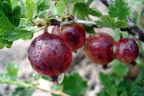 nasse Stachelbeeren