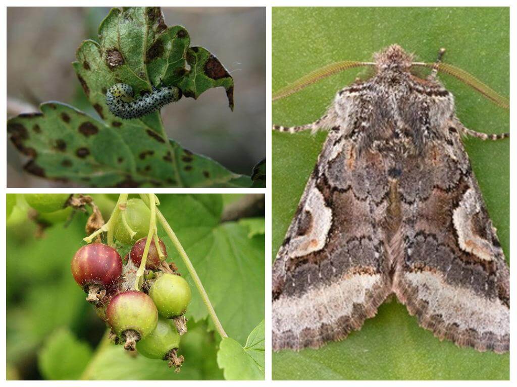 Mariposa em groselhas