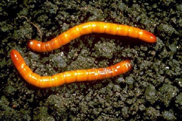 nangyayari ang wireworm