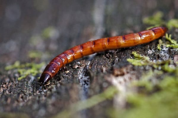 bilang ng larvae