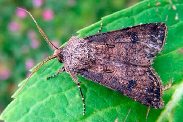 fall armyworm