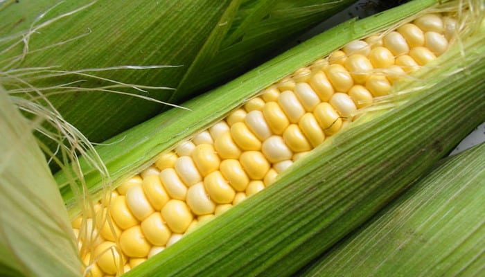 appearance of Dutch corn