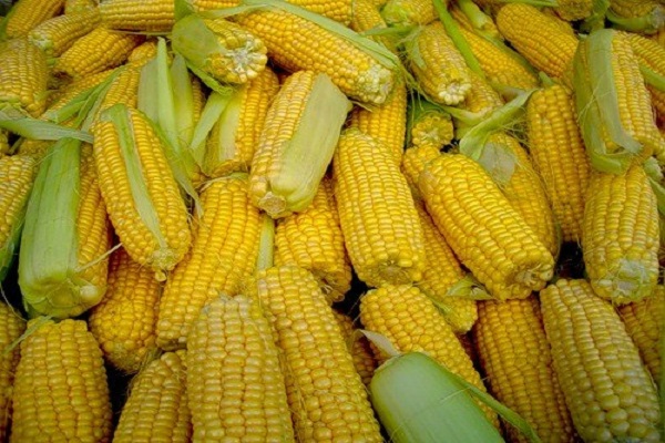 krmná kukuřice