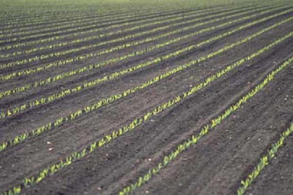 Technology of cultivating corn for silage, harvesting, varieties and yield