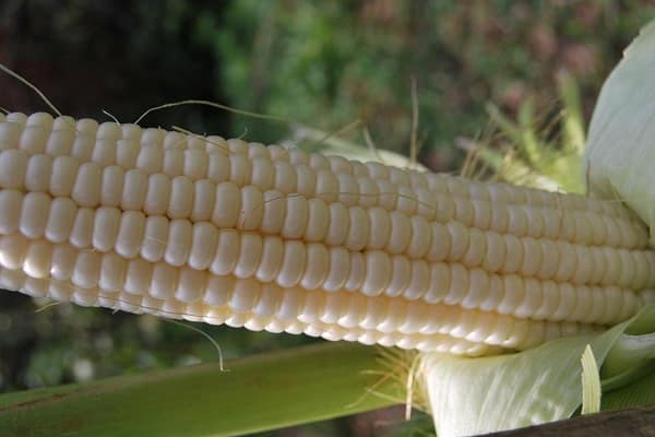 hybridy kukuřice