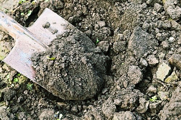 angkop na chernozem