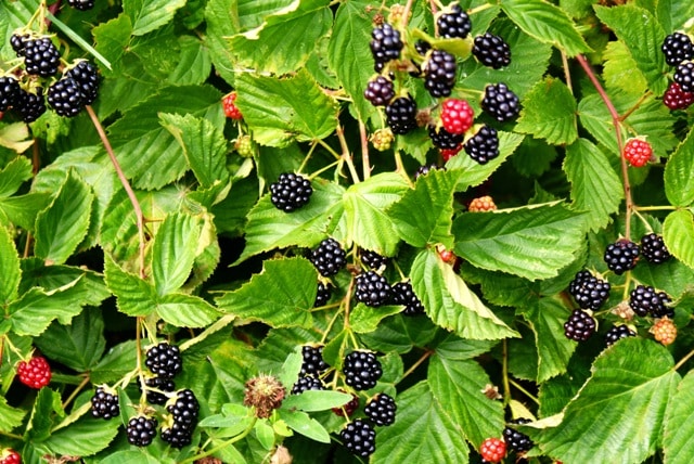 sariwang blackberry