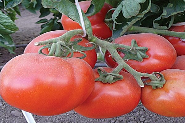 tomato processing