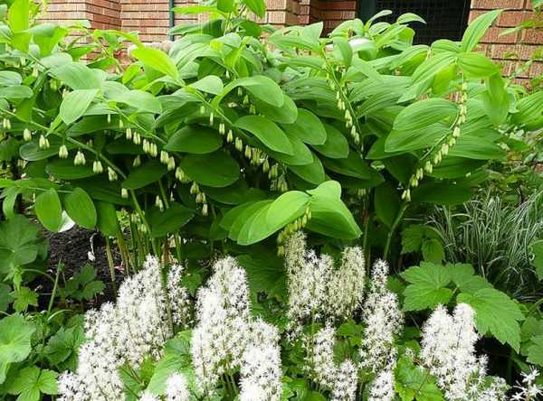 flores no jardim 