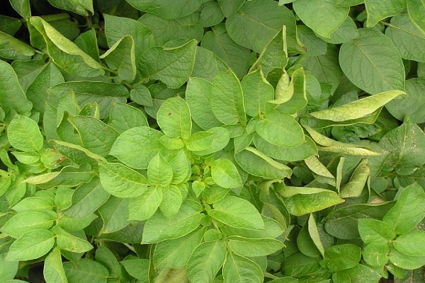 potatoes are curling