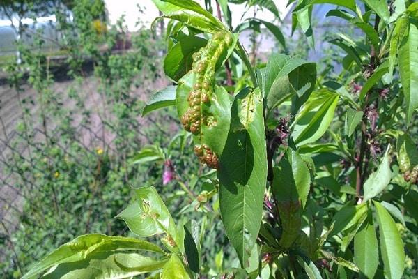 Árbol de frutas 