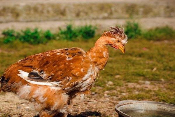 dünnes Huhn 