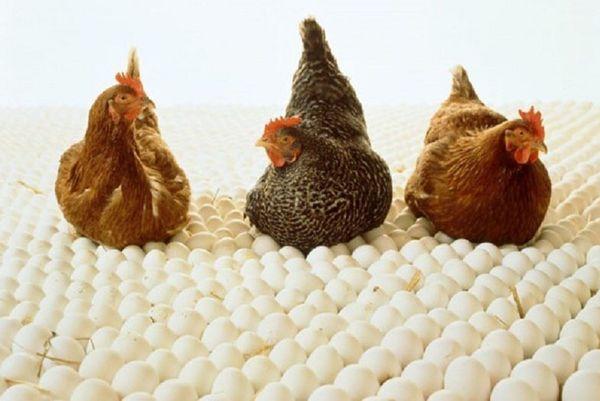kuřata na vejcích