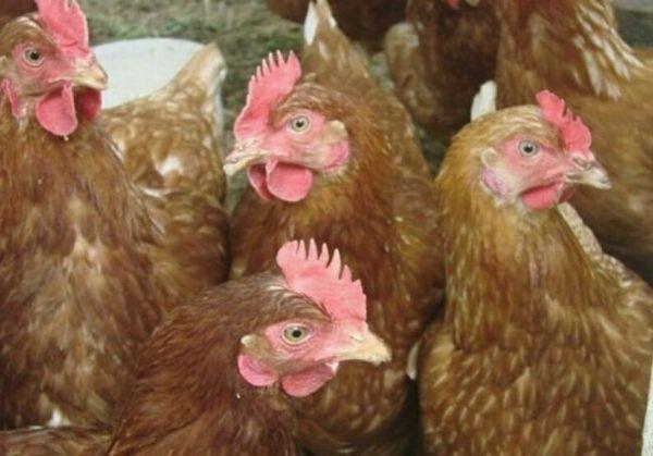 Mga highsex na manok