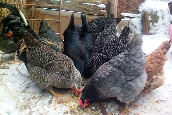 chickens in winter 