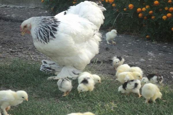 gallines petites 