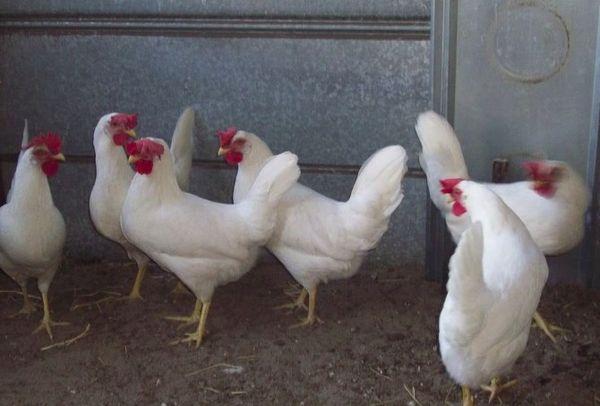 chicken breeding