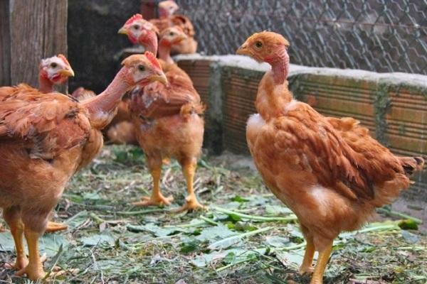 gallines petites 