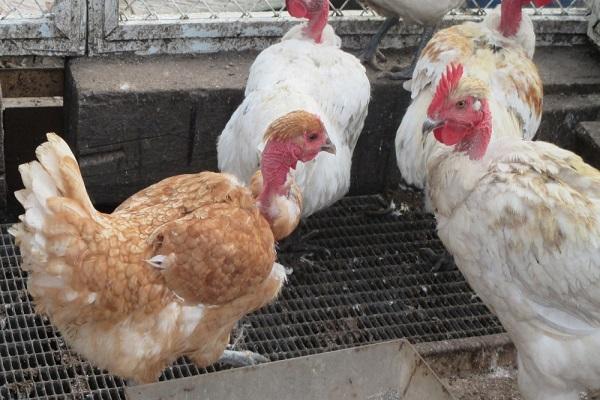 poultry breeding