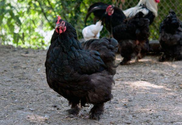 schwarzes Huhn