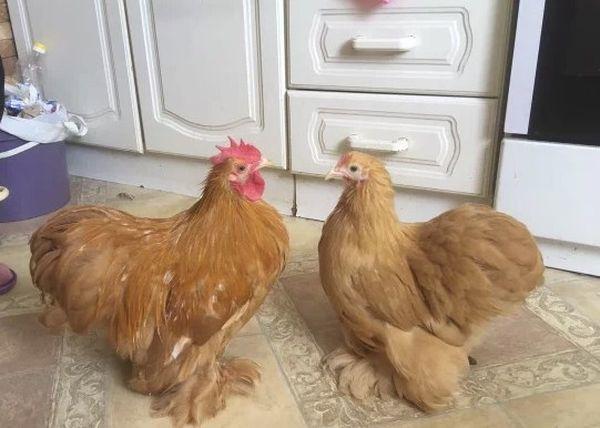 trpasličí kuřata