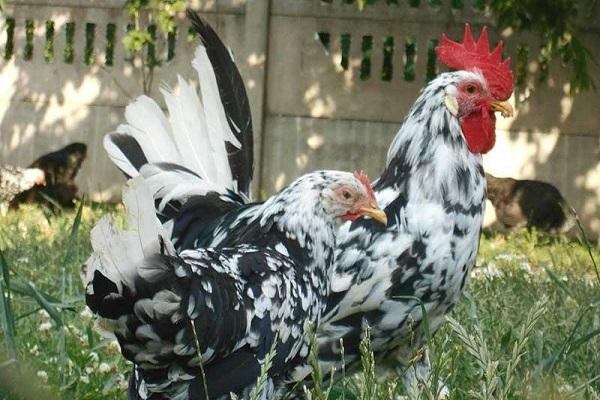 iba't-ibang Leghorn