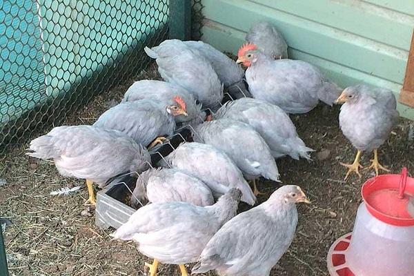 lavender chickens 