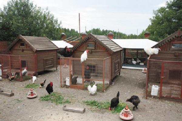 poultry house in the yard 