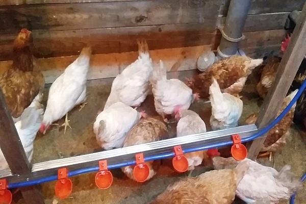 drinking bowl in the chicken coop 