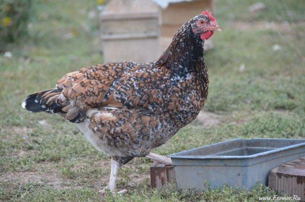 Liven calico chickens