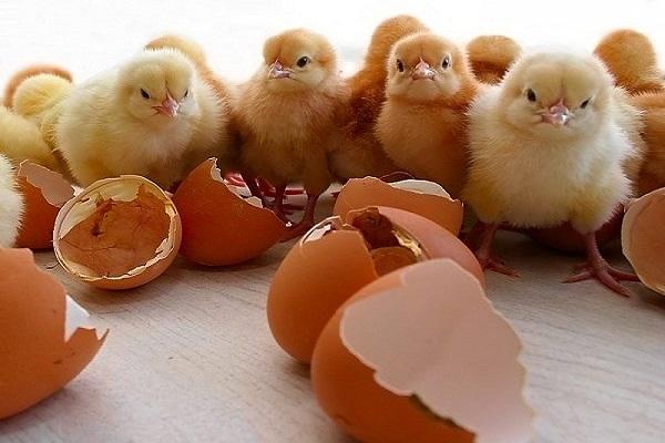 jonge dieren op tafel 