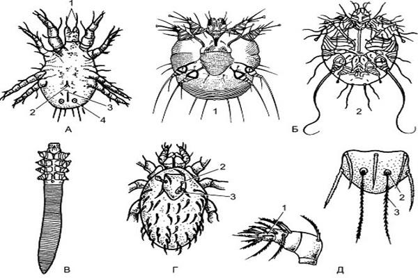 acariforme parasieten