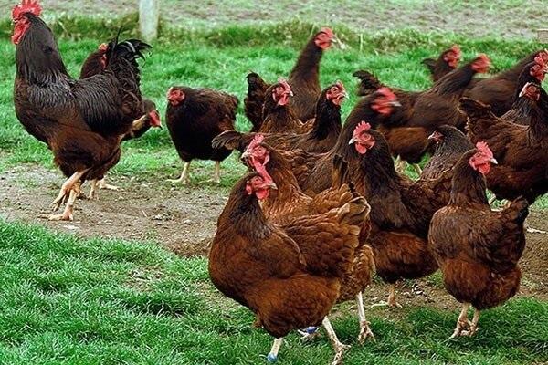 poultry breeding 