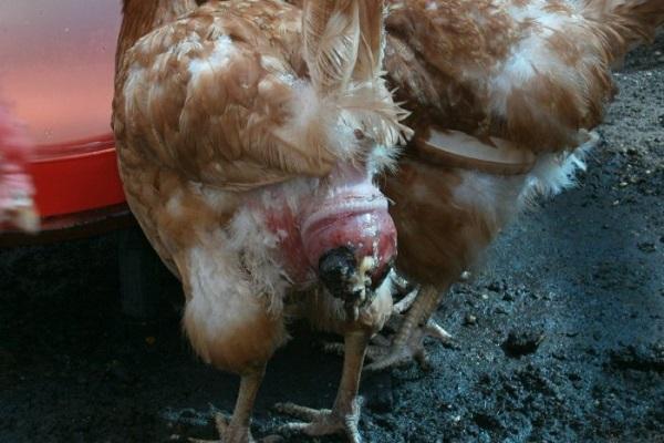 diseases in laying hens 