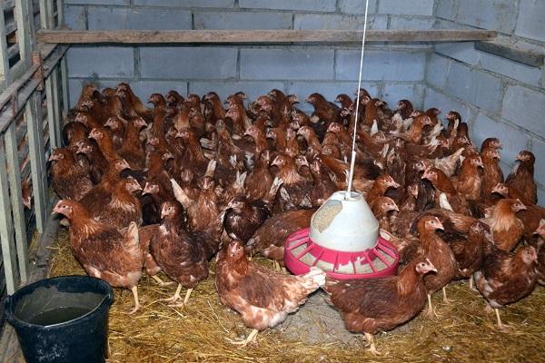 mantener en un gallinero 