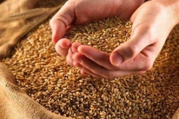 sklizeň pšenice 