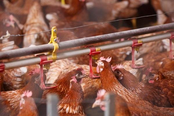 gallinas en el bebedero 