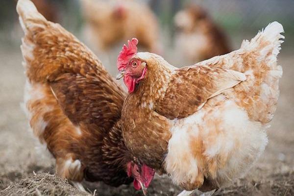 gallinas ponedoras grandes 