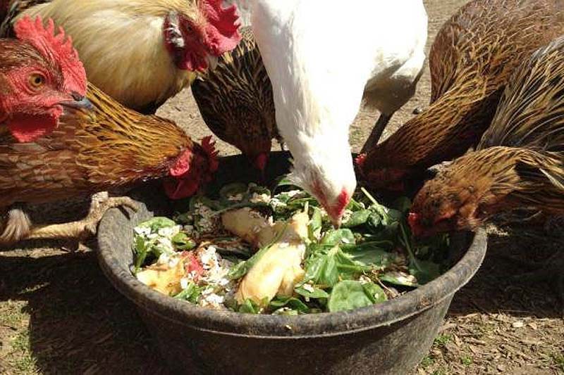 alimentando galinhas