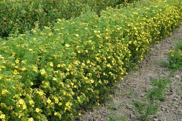 Büsche voller Blumen