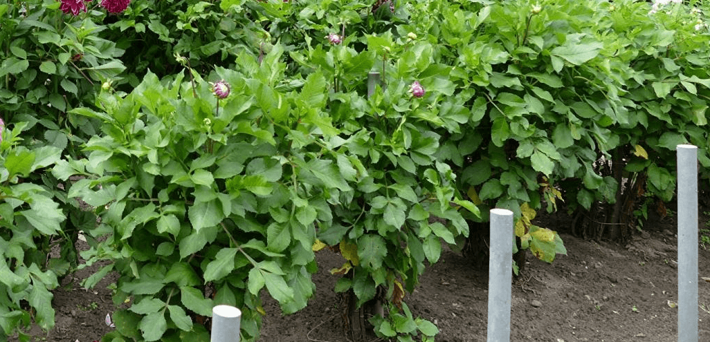 Warum blüht die Dahlie nicht?