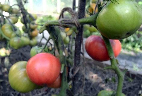 pink cheek tomatoes in the garden